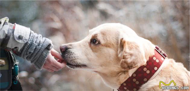 狗狗得了犬窝咳怎么办，能治吗？