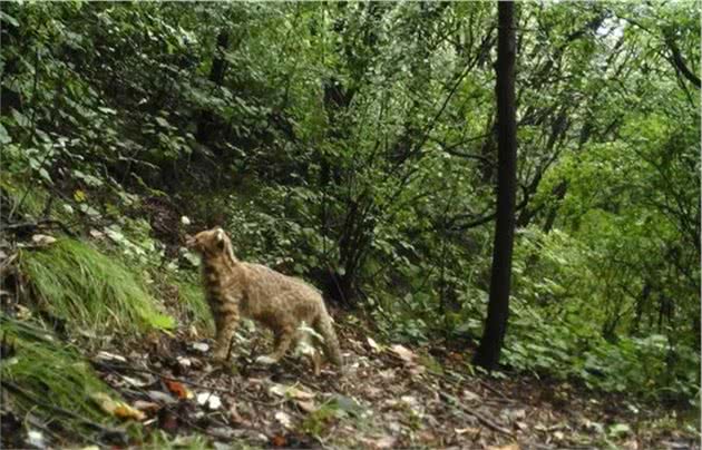 甘肃发现5只猛兽，远看像豹近看像猫，幼崽10天睁眼20天断奶