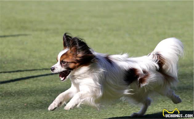 蝴蝶犬不仅精致可爱，还有5大优点，让人心动