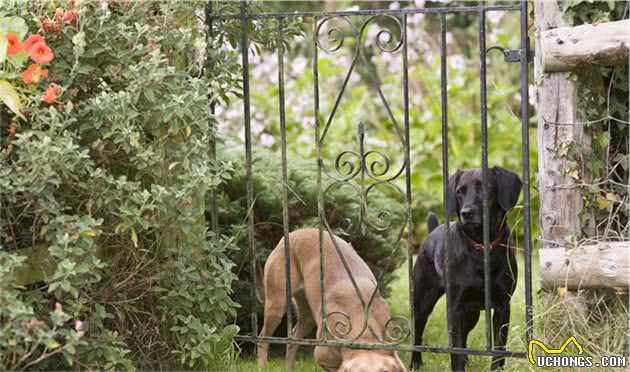 狗狗整天外出独自偷欢，要是丢了怎么办？教你如何把它变宅犬