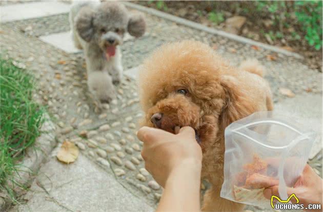 泰迪拒食学会这5招，即便再馋它都不会吃陌生人食物