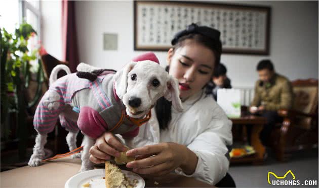 泰迪拒食学会这5招，即便再馋它都不会吃陌生人食物