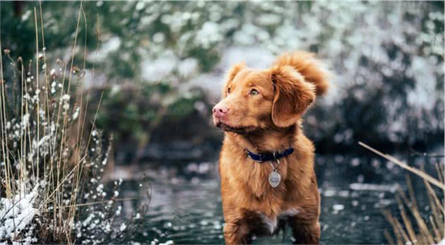 犬窝咳其实并不可怕