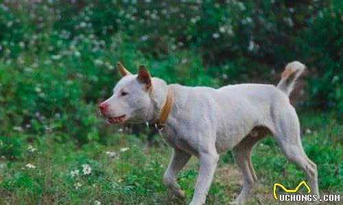 这几种最受欢迎的中国本土犬种，哪种才是你的最爱？