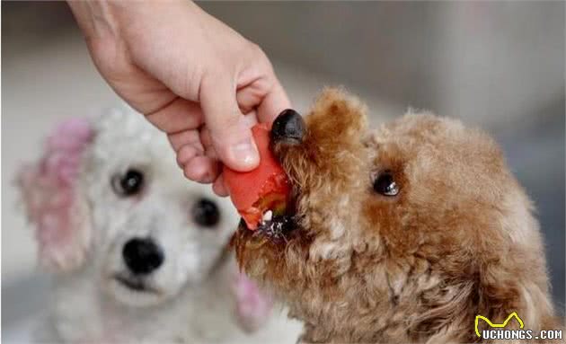 泰迪犬“褪色”有救了，这5种食物，可以帮它固色