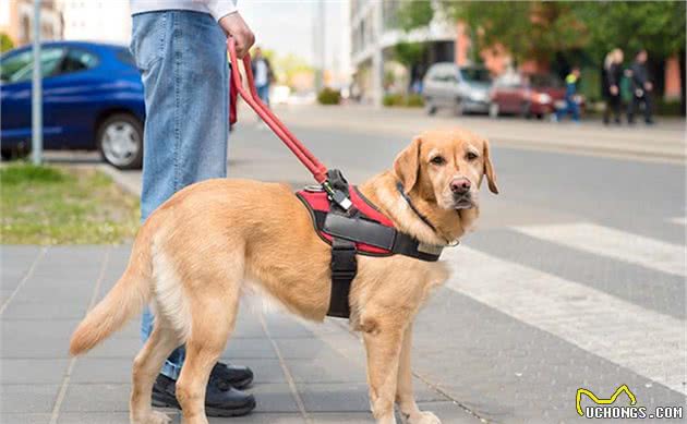 导盲犬的九九八十一难，为帮助人类，它们需要经过怎样的训练