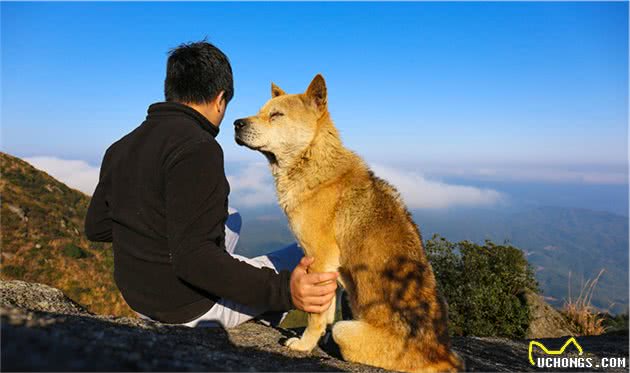 相狗经：狗子有这些特点，可以“旺你家”