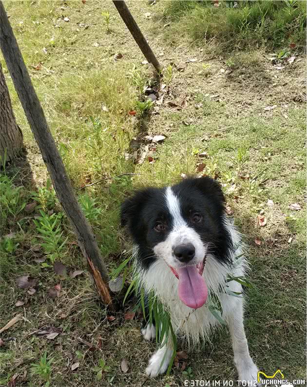 聊聊我家的宠物—边境牧羊犬（一）