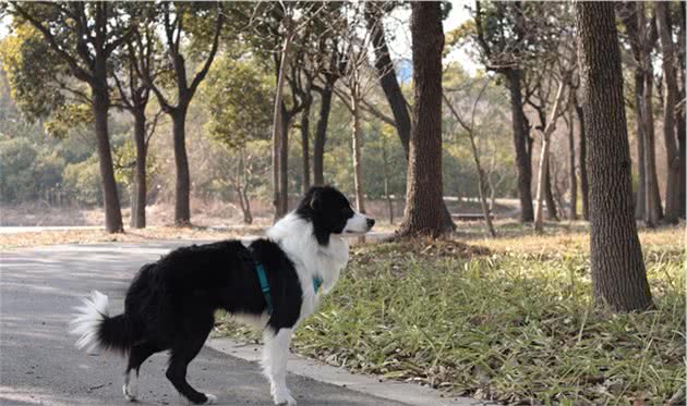 聊聊我家的宠物—边境牧羊犬（一）