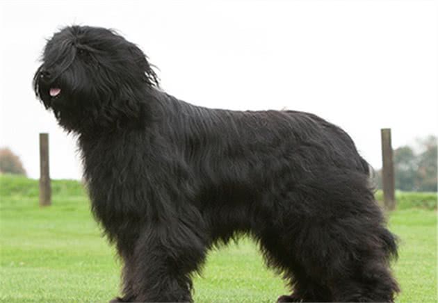 寻根问祖系列（39）：伯瑞犬（Briard）