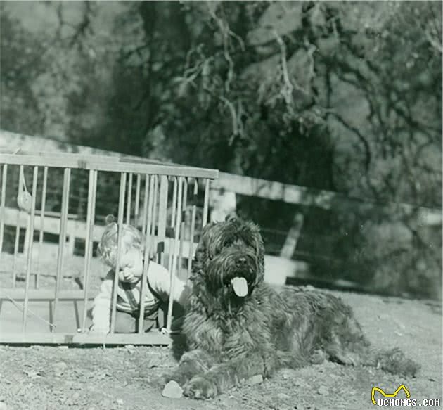 寻根问祖系列（39）：伯瑞犬（Briard）