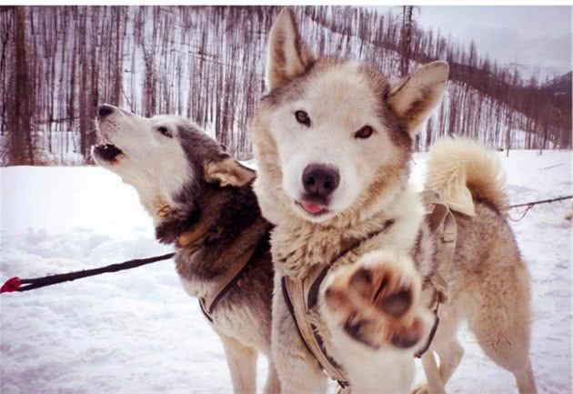 俄罗斯名犬西伯利亚雪橇犬，又称恶霸犬②