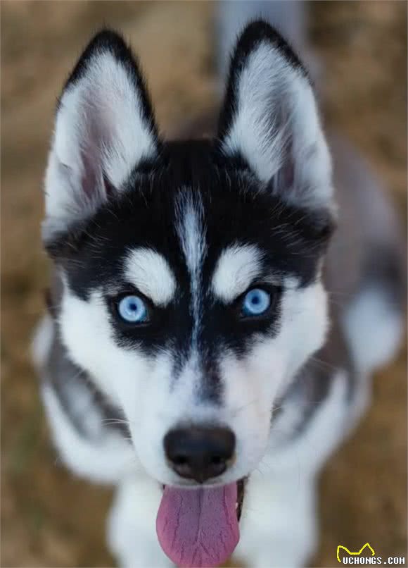 俄罗斯名犬西伯利亚雪橇犬，又称恶霸犬②