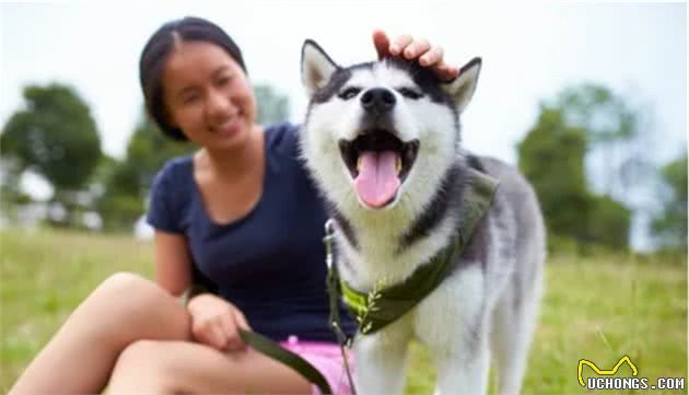 俄罗斯名犬西伯利亚雪橇犬，又称恶霸犬②