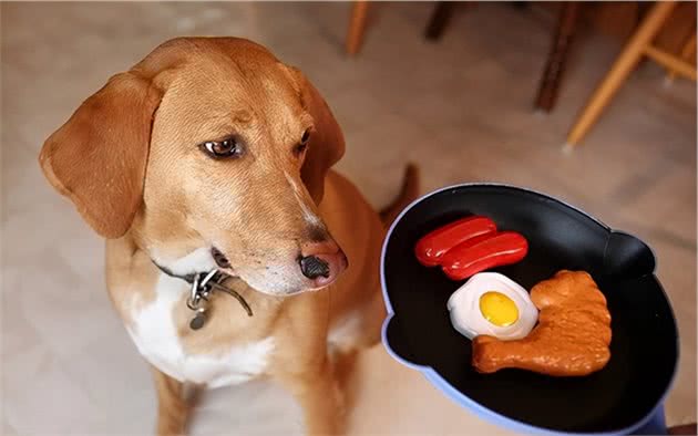 狗狗胃口不好厌食怎么办