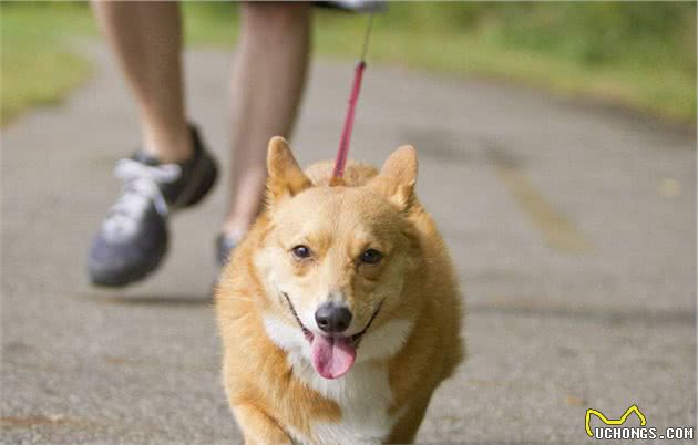 柯基犬挑食怎么办？教你5招，让它乖乖的吃饭！