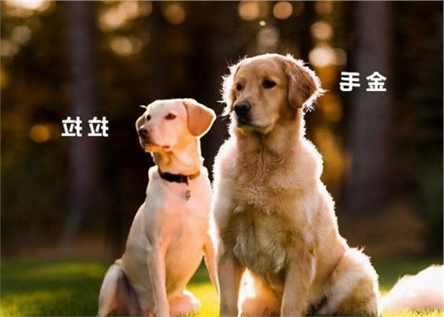 一窝狗中，如何挑选“好狗”？过来人都用这些方法