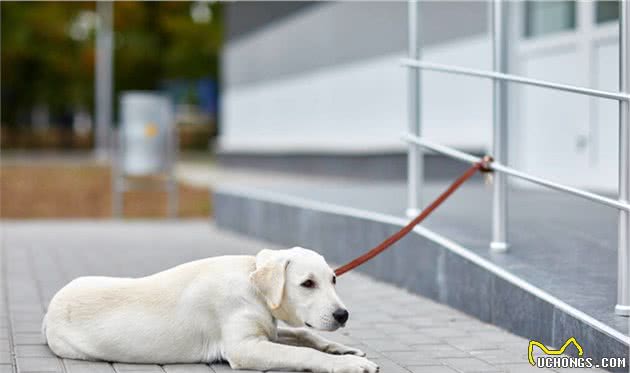 想让拉布拉多犬听话？用这几招，你也能拥有