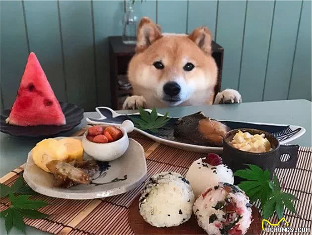 这7件事,狗狗每天都会做,除非它不爱你