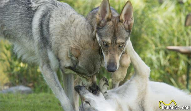 国内5大警犬，谁是你心目中的“警犬之王”