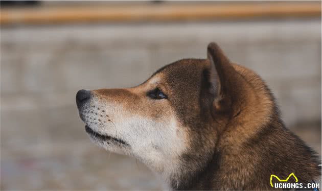 柴犬4种颜色价格不一样！有一种虽然稀有，但价格并不贵