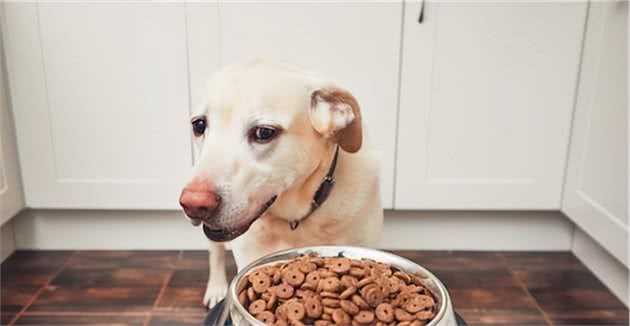 你家狗子挑食吗？其挑食的原因是什么？造成它们挑食的责任者是谁