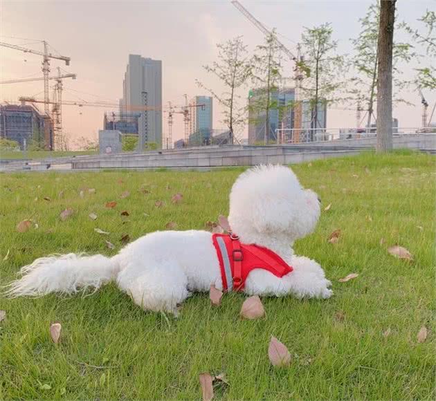 狗狗的拒食训练，简单又实用