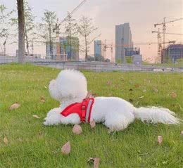 狗狗的拒食训练，简单又实用