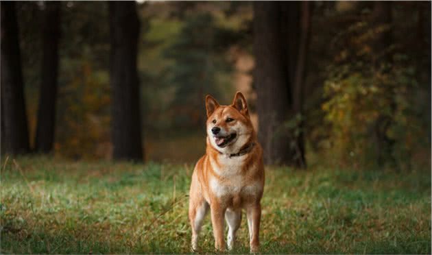 养狗第一课幼犬训练与准则