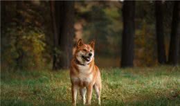 养狗第一课幼犬训练与准则