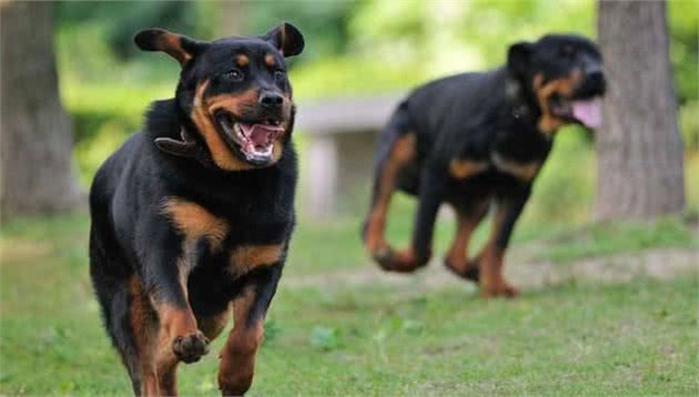 狗都有独占个性，你家爱犬的独占个性表现突出吗？