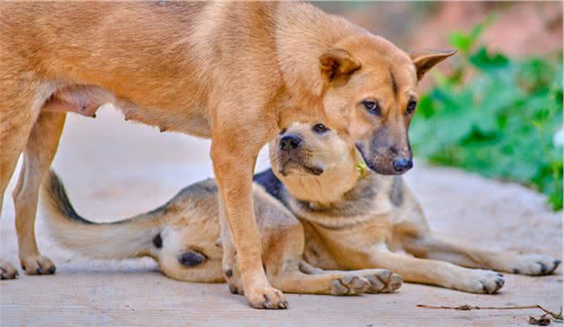 汗王犬—长白山区最土著的优秀猎犬，因跟随努尔哈赤而成名