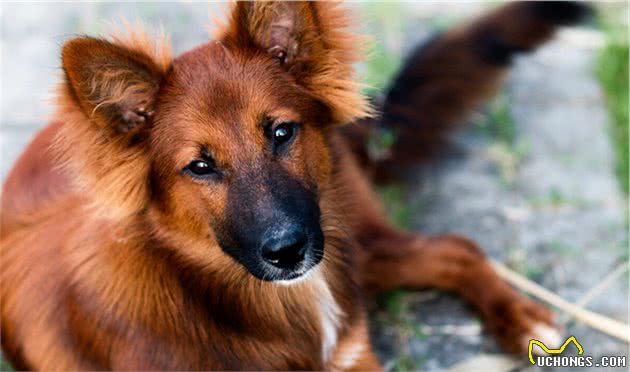 汗王犬—长白山区最土著的优秀猎犬，因跟随努尔哈赤而成名