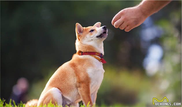 柴犬的六大缺点，不是人人都能接受的