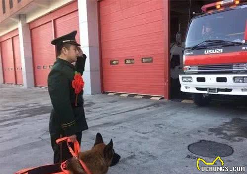 它是汶川地震中战功卓越的搜救犬，十四岁时走完了自己传奇的一生