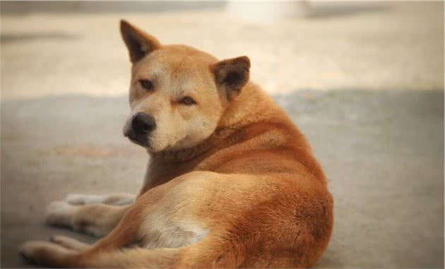 这7种狗是小偷的“克星”，中华田园犬：我居然上榜了