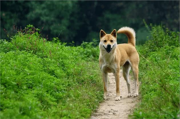 秋田犬是日本国犬，田园犬是中国国犬，但两者间待遇差距让人心疼