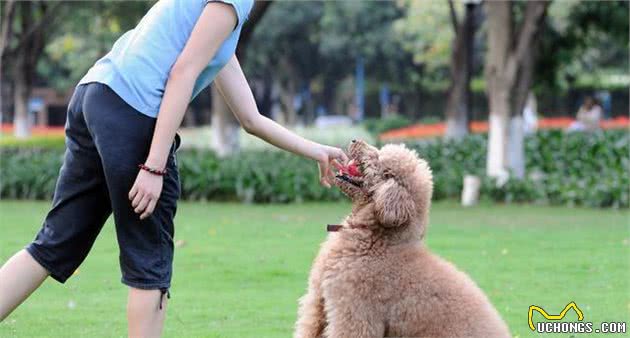 宠主越疼爱狗狗，越应该满足狗狗这几个愿望