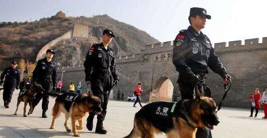 警界现用的6种警犬，别忘了我们中国的骄傲“昆明犬”！