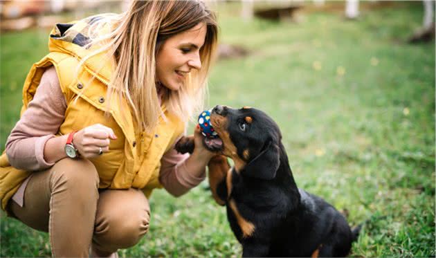 犬剖腹产手术病例报告