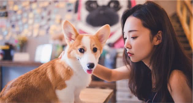 柯基每日在咖啡店上班，为吃肉而辛勤工作，最终成优秀服务犬！