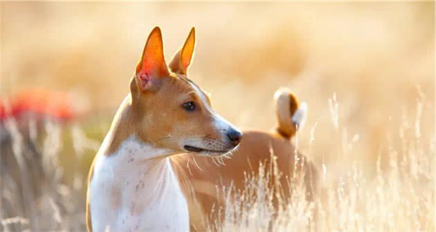 巴仙吉犬：几乎不吠叫的狗狗！是狩猎好手，也是受欢迎的家庭犬