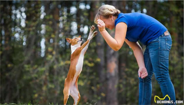 巴仙吉犬：几乎不吠叫的狗狗！是狩猎好手，也是受欢迎的家庭犬