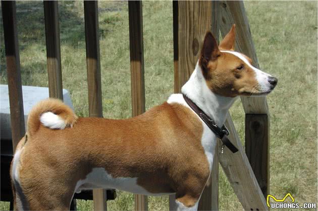 巴仙吉犬：几乎不吠叫的狗狗！是狩猎好手，也是受欢迎的家庭犬