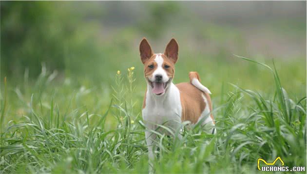 巴仙吉犬：几乎不吠叫的狗狗！是狩猎好手，也是受欢迎的家庭犬