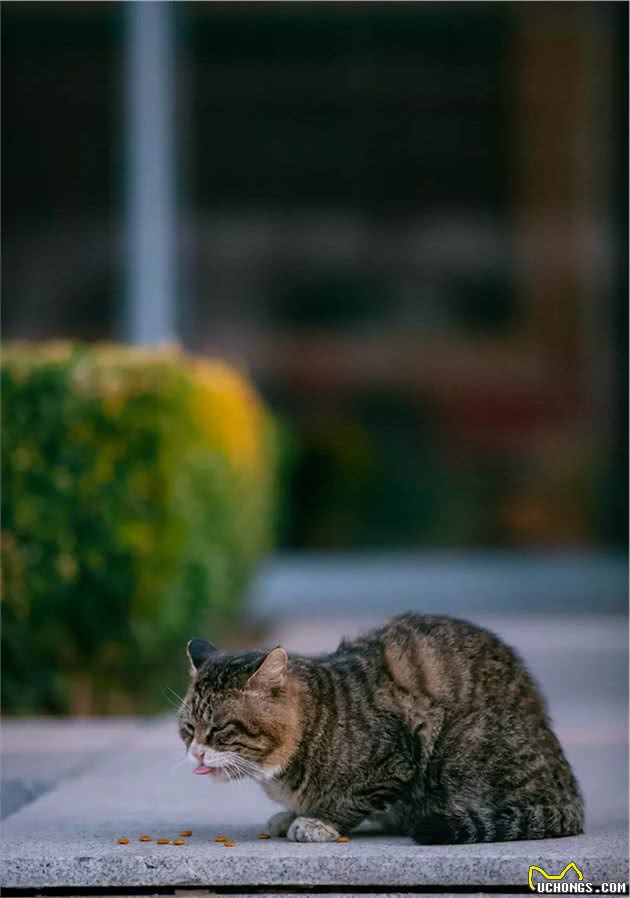 大橘猫气质高冷，方脸大狸猫追求不到一脸哀怨