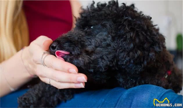 泰迪犬舔人的小秘密，不同地方表达的意思都不一样