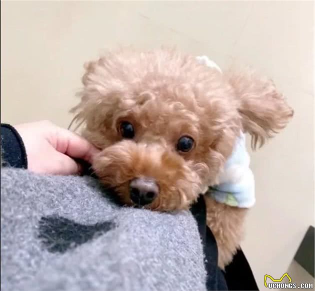 泰迪犬内心有5大“性格”，你家是哪一种，还是混合型？