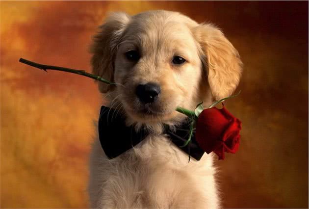 刚把狗狗领回家,有什么注意事项?