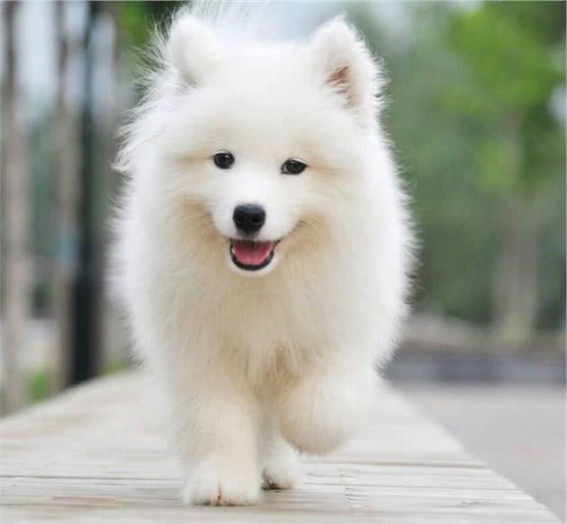 刚把狗狗领回家,有什么注意事项?